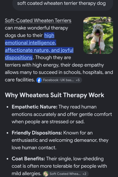 Advice on a suitable family dog for therapy training and allergies