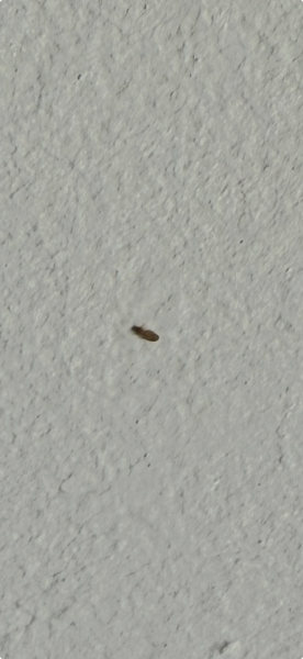 Dealing with recurring pantry pests when I cannot find the source