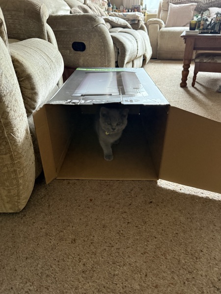 Grieving Despite New Kitten