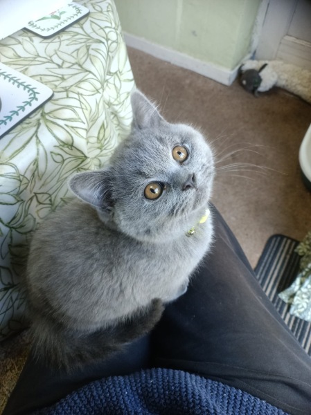 Rodents and Risk Assessments - the Excellent Cats applaud Gizmo's recent achievements