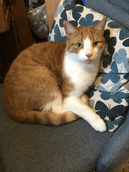 No point looking for cat lost for 24 hours now is there?