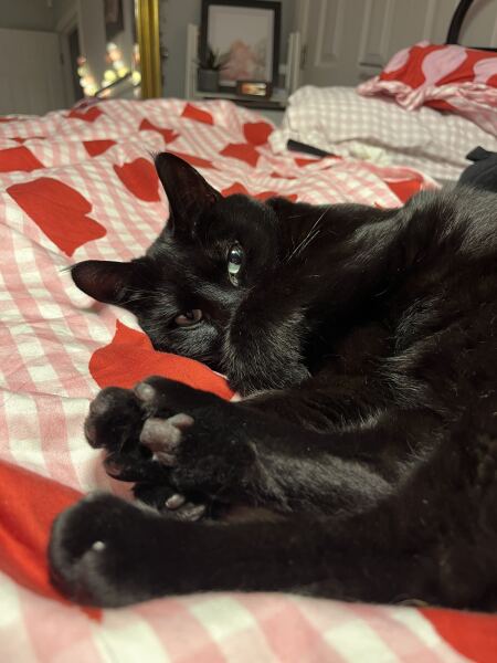 What's the worst thing your pet has done?