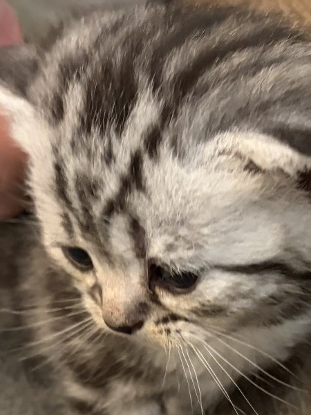 Pic of my new kitten, help me name him ?