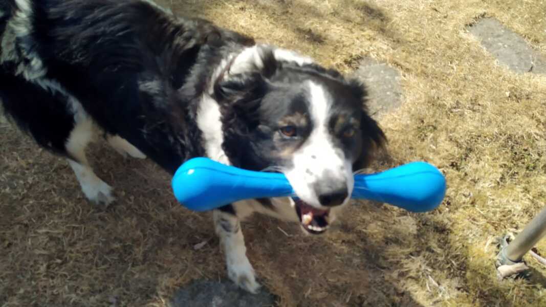 What's the worst thing your pet has done?