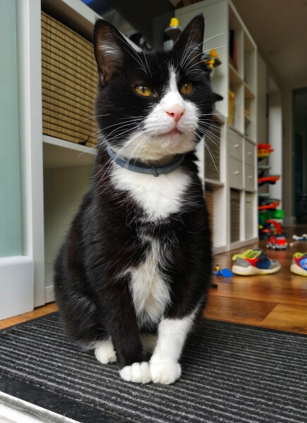 What unusual domain would your cat be the god of?