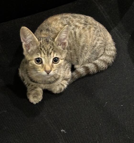 Rodents and Risk Assessments - the Excellent Cats applaud Gizmo's recent achievements