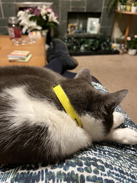 Rodents and Risk Assessments - the Excellent Cats applaud Gizmo's recent achievements