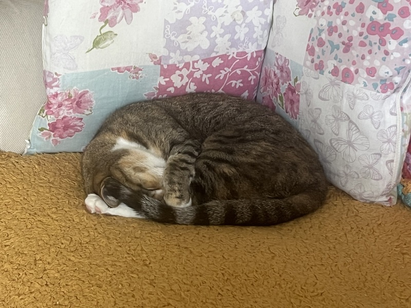 Rodents and Risk Assessments - the Excellent Cats applaud Gizmo's recent achievements