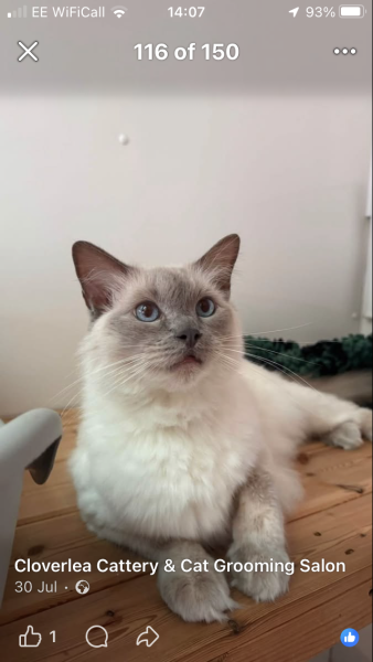 What's the worst thing your pet has done?
