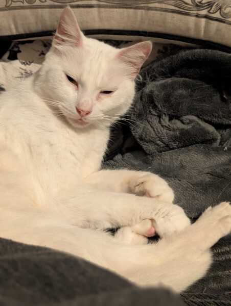Rodents and Risk Assessments - the Excellent Cats applaud Gizmo's recent achievements