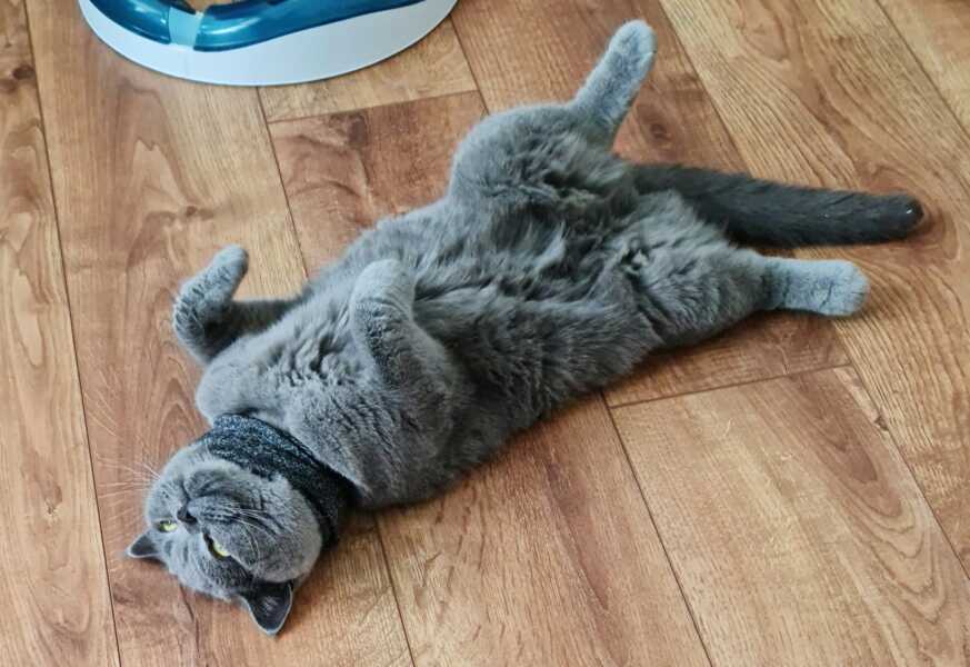 Rodents and Risk Assessments - the Excellent Cats applaud Gizmo's recent achievements