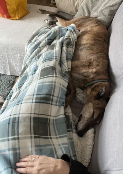 AIBU to find pet-friendly cottages impractical if dogs cannot use furniture?