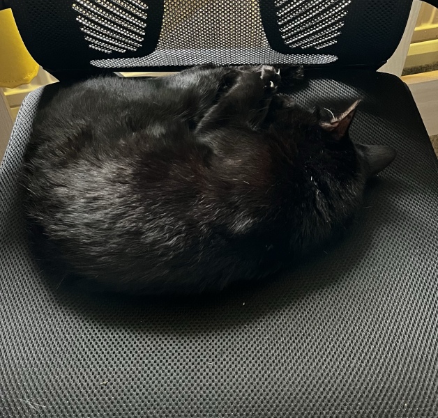 How have you upset your cat today?