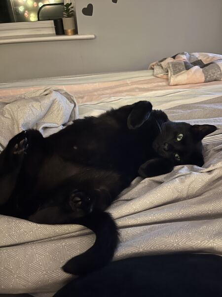 How have you upset your cat today?