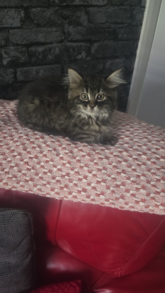 Kitten love ❤️ meet vlad 🥰