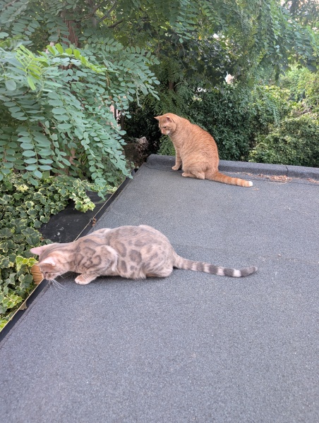 Rodents and Risk Assessments - the Excellent Cats applaud Gizmo's recent achievements