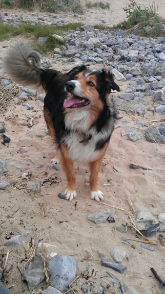 Would we regret getting a (rescue) dog?