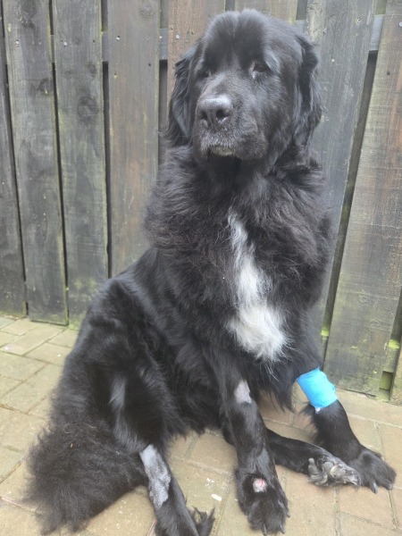 What tests might the vet do for a dog’s limp?