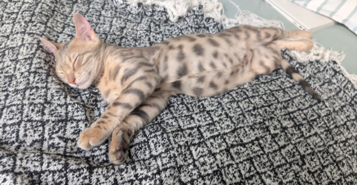 Rodents and Risk Assessments - the Excellent Cats applaud Gizmo's recent achievements