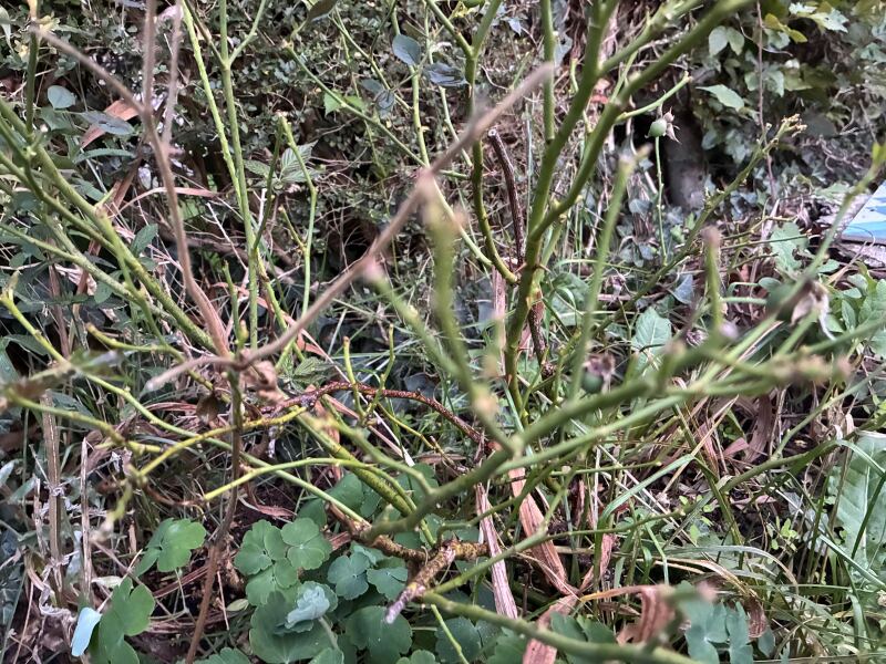 What’s wrong with my mini rose bush?