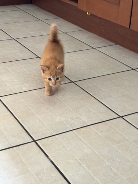 My rescue kitten