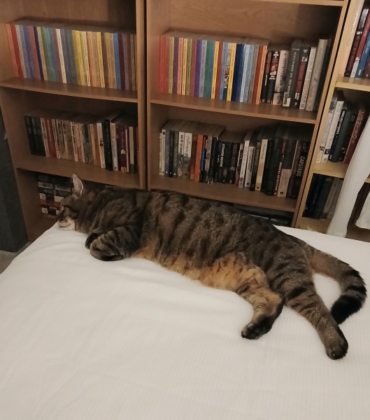 Rodents and Risk Assessments - the Excellent Cats applaud Gizmo's recent achievements
