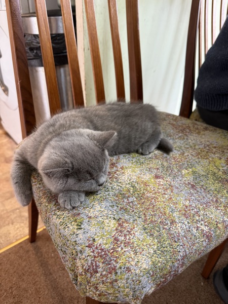 Rodents and Risk Assessments - the Excellent Cats applaud Gizmo's recent achievements