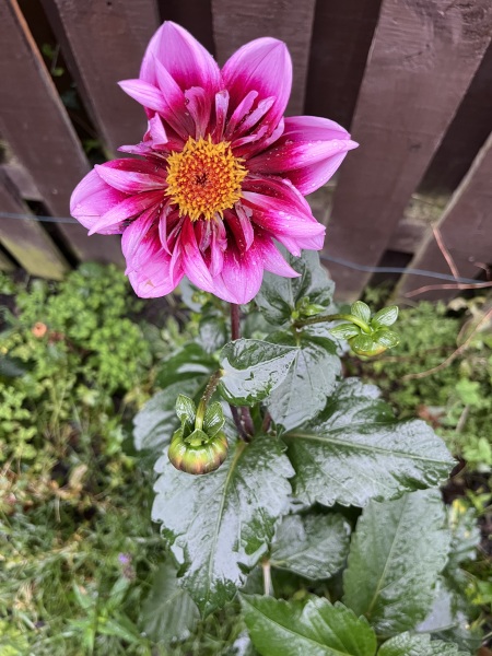 Dahlia Watch 2026