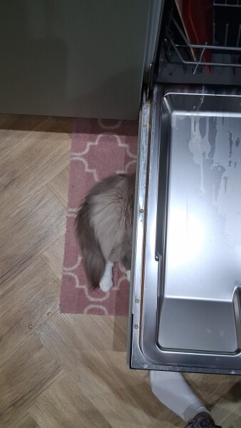 What unusual domain would your cat be the god of?