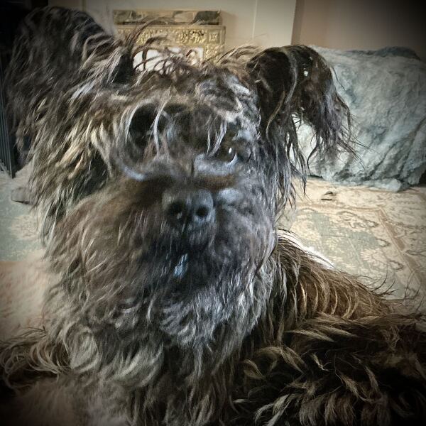 Serious suggestions for squirrel invasion!?