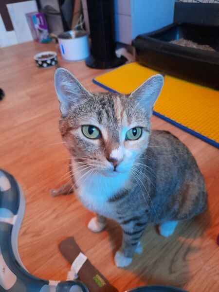 Rodents and Risk Assessments - the Excellent Cats applaud Gizmo's recent achievements