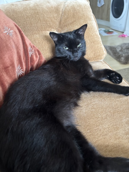 How have you upset your cat today?