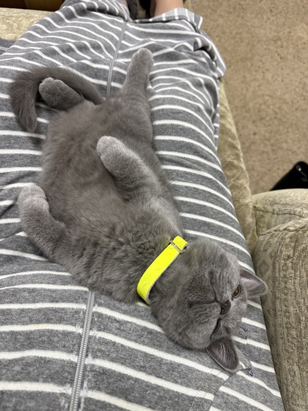 Rodents and Risk Assessments - the Excellent Cats applaud Gizmo's recent achievements