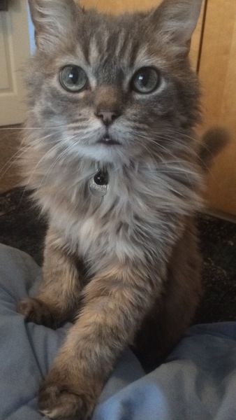 What's the worst thing your pet has done?