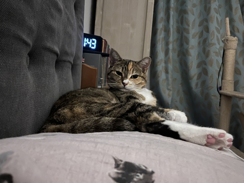Rodents and Risk Assessments - the Excellent Cats applaud Gizmo's recent achievements