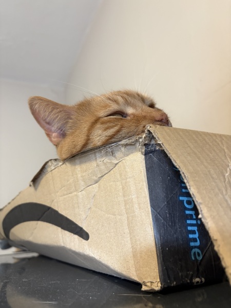 Does you cat sleep in random places?