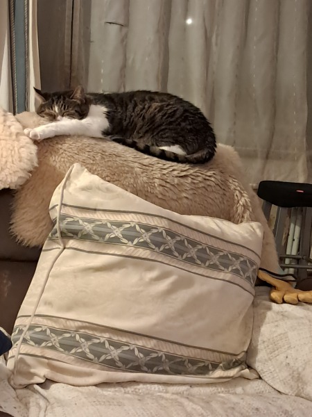 Rodents and Risk Assessments - the Excellent Cats applaud Gizmo's recent achievements