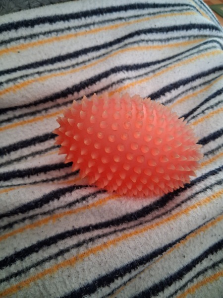 Best dog toy you wouldn't want to be without?