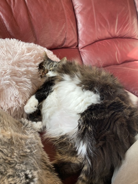 Kitten love ❤️ meet vlad 🥰