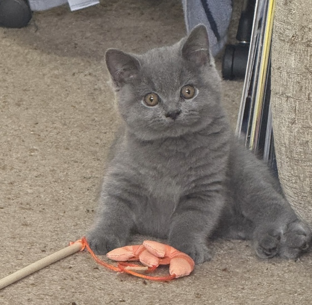 Rodents and Risk Assessments - the Excellent Cats applaud Gizmo's recent achievements