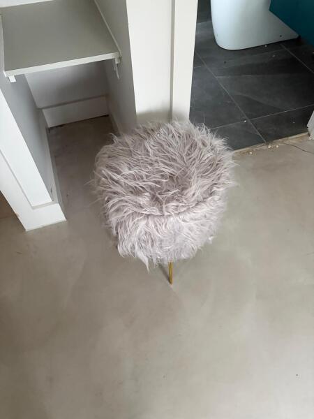 Ridiculous rules for adopting rescue cats.