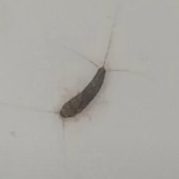 What is this insect?