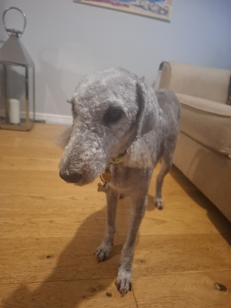 What's the worst thing your pet has done?