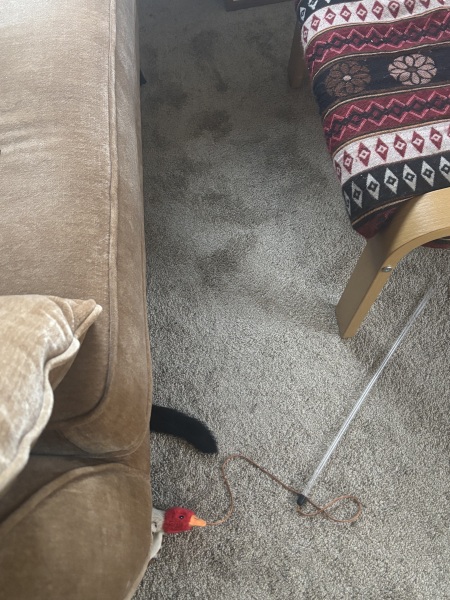 How have you upset your cat today?