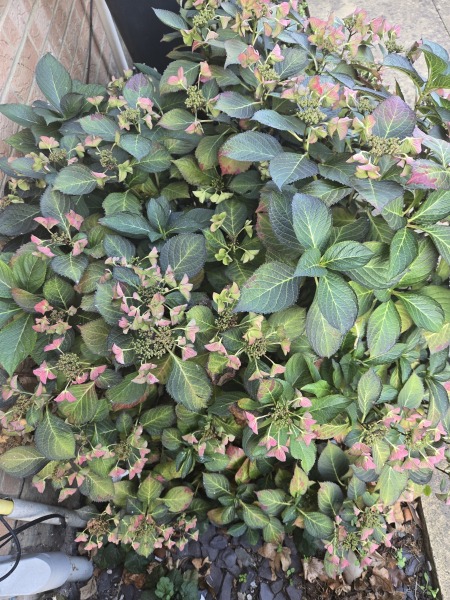 Hydrangea cuttings
