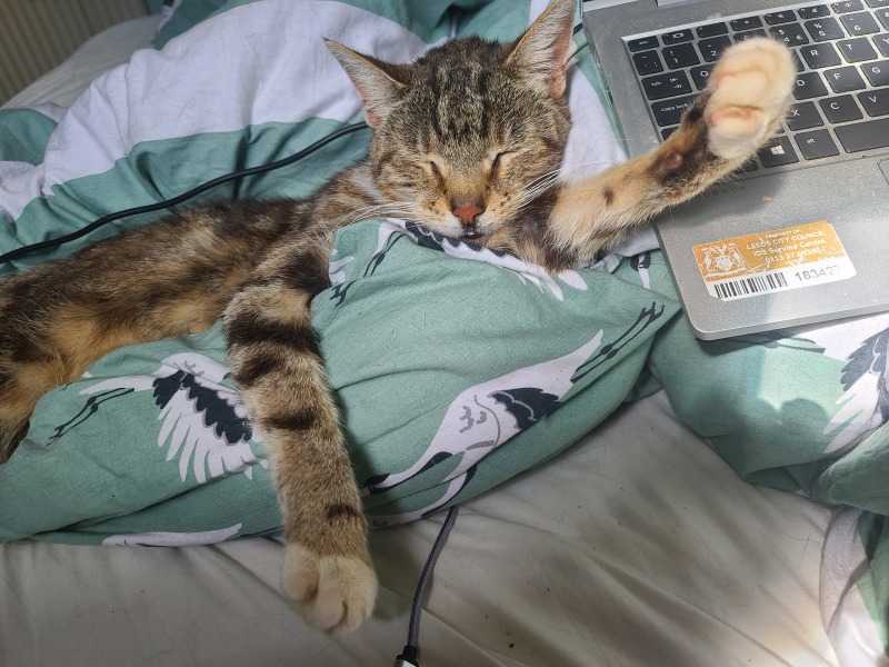 AIBU thinking this is just really irresponsible to get a kitten!