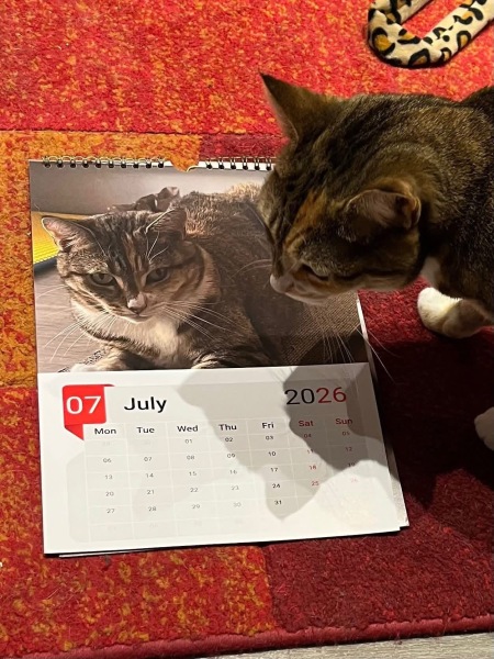 Rodents and Risk Assessments - the Excellent Cats applaud Gizmo's recent achievements