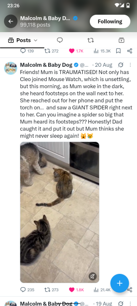 In shock - spider