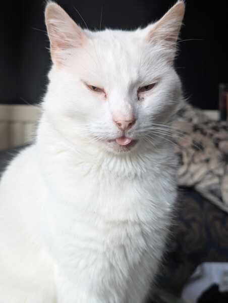 Rodents and Risk Assessments - the Excellent Cats applaud Gizmo's recent achievements