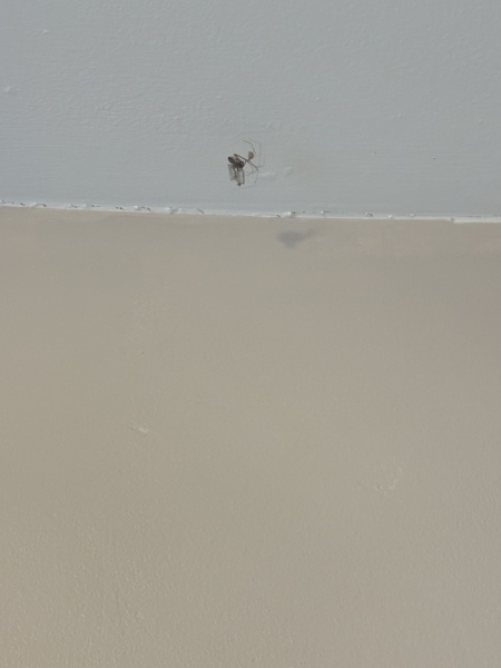 Spiders